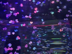 -邯郸海洋世界