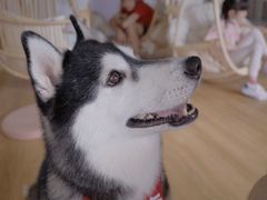 -Husky Go! 哈士奇体验馆·宠物咖啡厅狗咖
