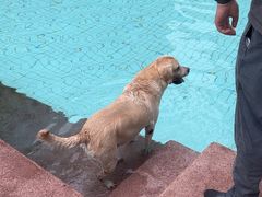 -帕帕拉兹宠物(亚洲旗舰店)