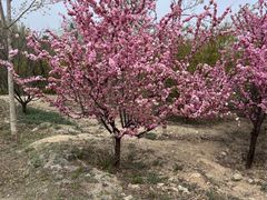 -北京西山国家森林公园