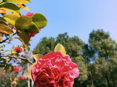 -重庆中央公园(渝北区)