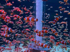 -海合安成都极地海洋公园