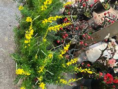 -双季花艺园艺市场(浦东店)
