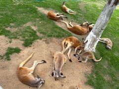 -西霞口神雕山野生动物世界
