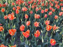 -长春公园(普阳街道)