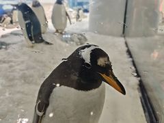 -金香匯晚茶(浑南店)