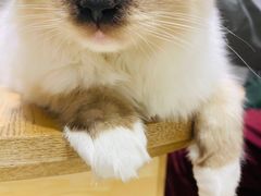 -藏猫猫咖啡主题馆(中央大道店)