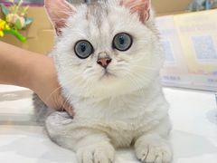 -lincat·猫舍(广州店)