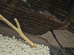 -仙人掌足疗养生馆(北京路至尊店)