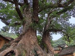 -杨家堂村