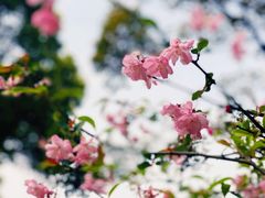 -黄兴公园