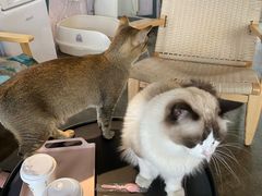 -喵屿·大理花园猫咖