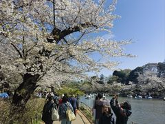 -井之头恩赐公园