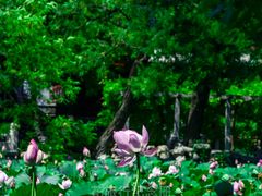 -莲池书院博物馆