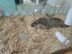 -怪兽屋·羊驼·猫咖·狗咖(俊华广场店)