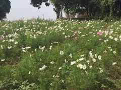 -松山湖梦幻百花洲