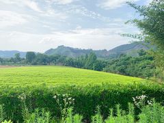 -帐篷客·溪龙茶谷度假酒店