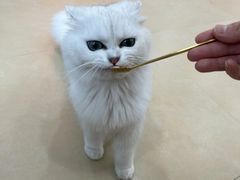 -喵宠乐园·撸猫互动·猫舍