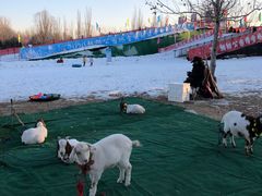 -北京亚布洛尼朝阳公园滑雪场