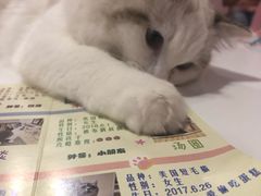 -三花喵·撸猫购宠·宠物生活馆(虹桥南丰城店)