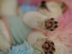 -柴犬小屋·柴餐厅·狗咖食堂(金鼎广场店)