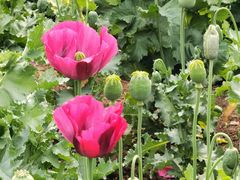 -国家植物园南园