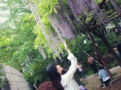 -嘉定紫藤园