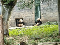 -都江堰中华大熊猫苑