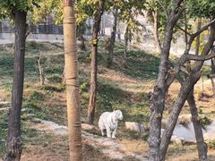 -石家庄市动物园