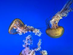 -太平洋海底世界