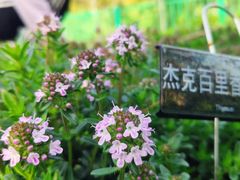 -黄兴公园