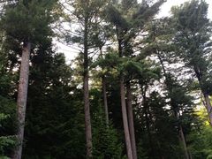 -五营红松林海景区