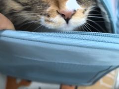 -纳吉亚猫专科动物诊疗中心(蒋宅口分院)