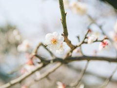 -香雪海