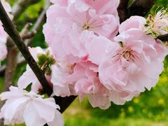 -南汇桃花村
