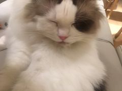 -猫腻·猫咖·撸猫馆(星光大道店)
