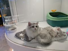 -1013 PET SHOP精品宠物商店(丁香店)