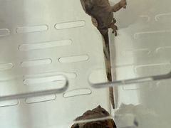 -酷以爬仙阁实体爬宠店·守宫·蜥蜴·专业繁育