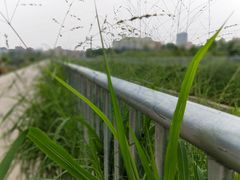 -隔田烧鸡