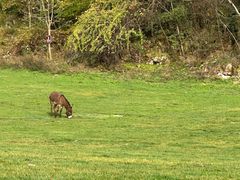 -武陵山森林公园