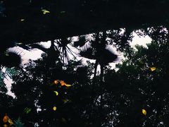 -巴山一绝烤全羊(三圣乡刘家花园店)