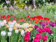 -深圳仙湖植物园