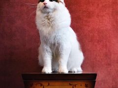 -Pets First伊珊娜洗护·精致美容·家庭式寄养(新会路店)