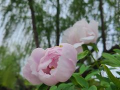 -尚湖风景区