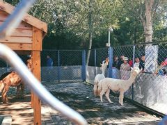 -长白岛森林公园