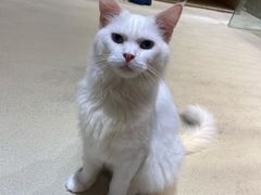 -藏猫猫咖啡主题馆(中央大道店)