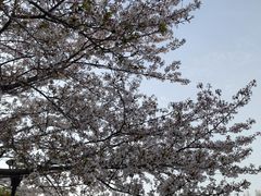 -高东镇樱花园