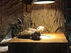 -绿色星球动物主题公园