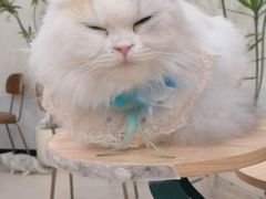 -共舞时光猫咖·狗咖(新街口店)