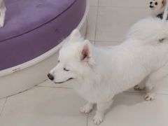 -怪兽屋·羊驼·猫咖·狗咖(俊华广场店)